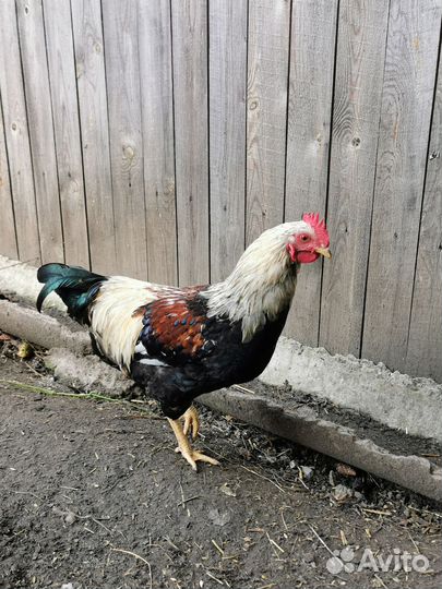 Молодые петушки