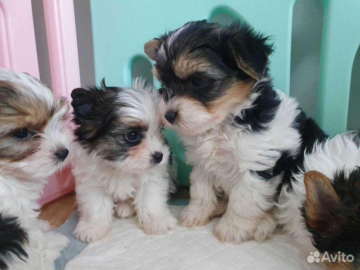 Бивер девчата