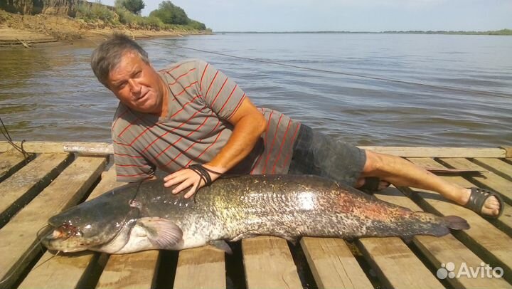 Квок на сома