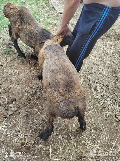 Овцы бараны