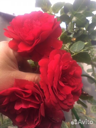 Розы плетистые, клематисы