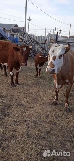 Корова с теленком