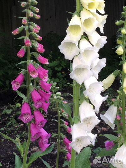 Наперстянка рассада