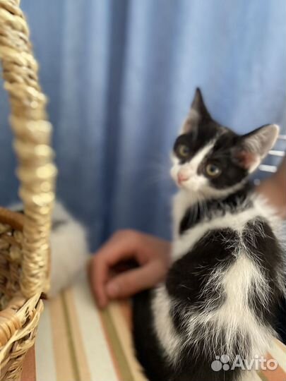 Потрясающие котята от домашней кошечки