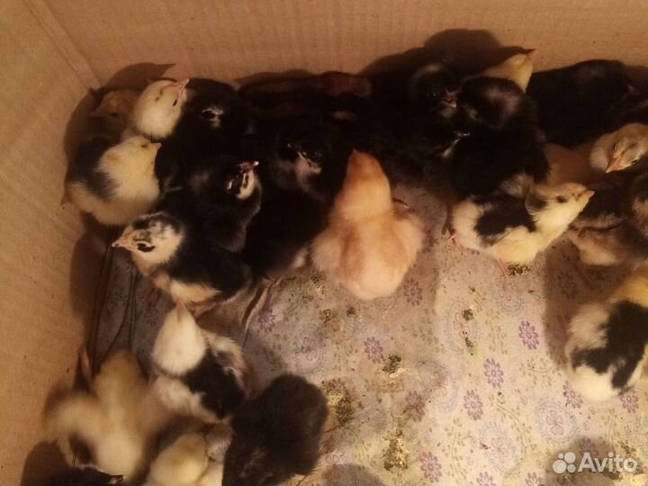 Инкубационное яйцо несушки и суточные цыплята