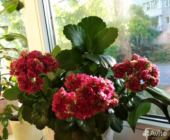 Каланхоэ