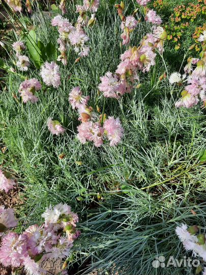 Гвоздика перистая