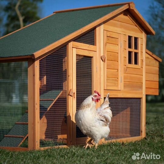 Курятник зимний, летний, автоматизированный