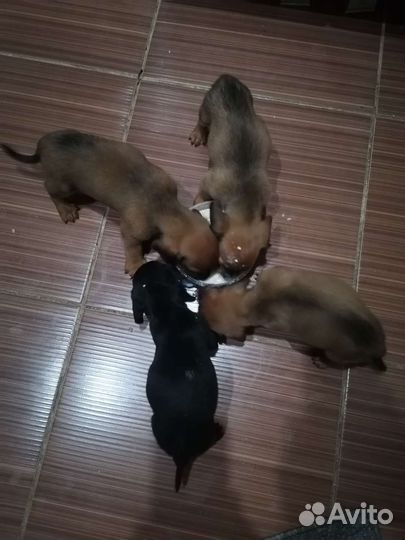 Щенки таксы