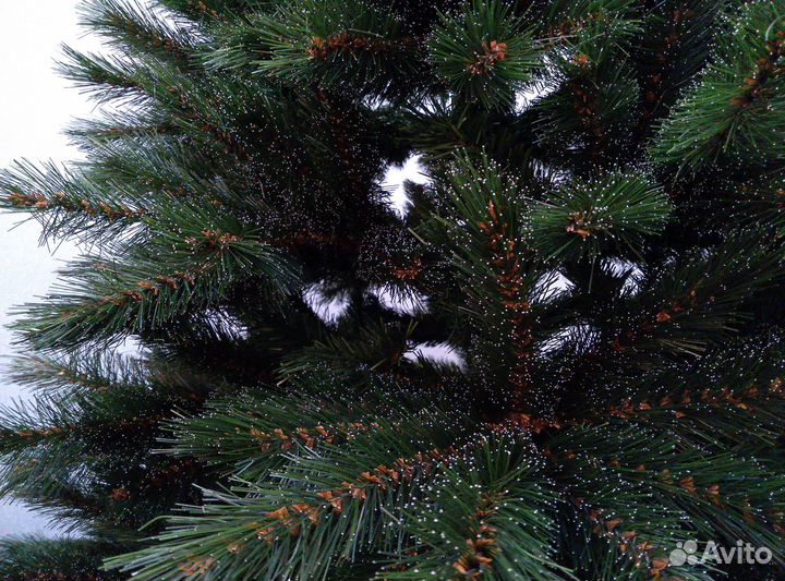 Ель Triumph Тrеe «Леснaя крaсавица»