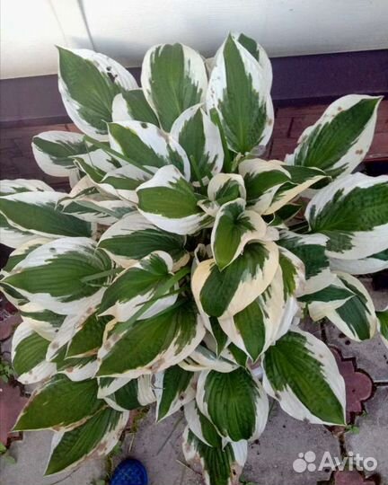 Хоста (огромный куст)