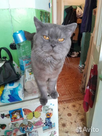 Кот даром