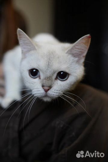 Шиншилловая кошка в дар