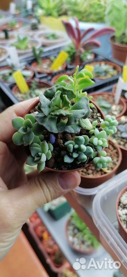 Суккуленты 