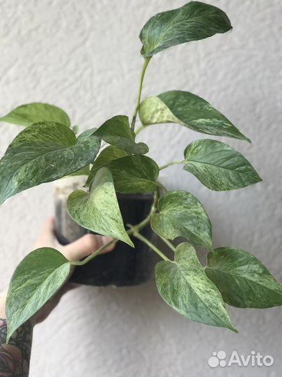 Сциндапсус