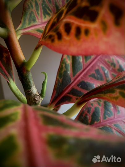 Кодиеум Экселент