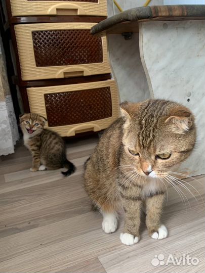 Вислоухая кошка бесплатно