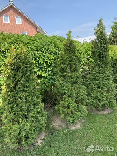 Туя смарагд