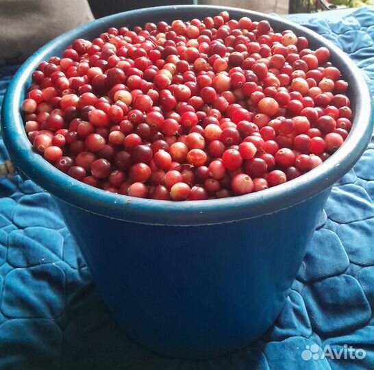 Клюква свежая