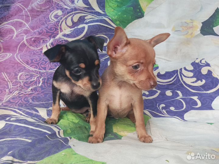 Той-терьер щенки