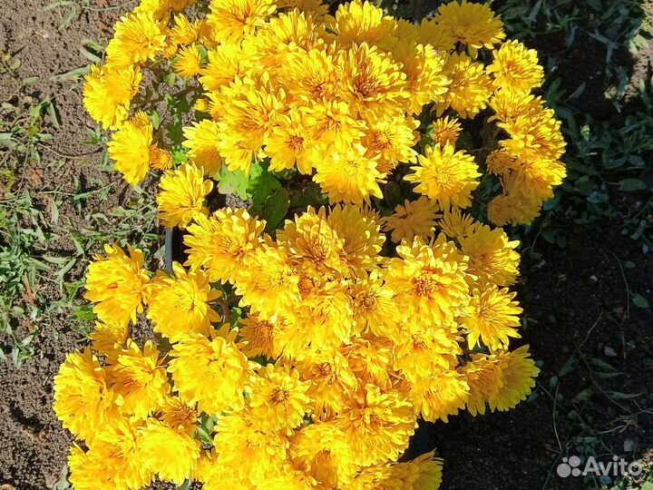 Хризантемы мультифлора