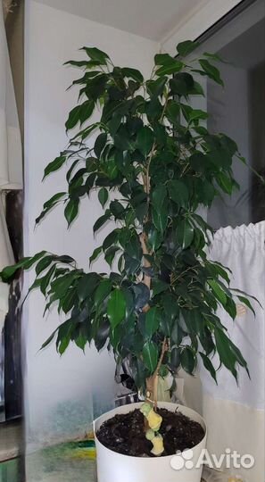 Фикус бенджамина