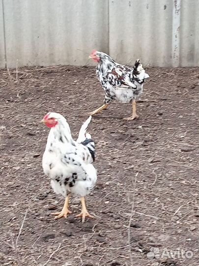 Куры петухи