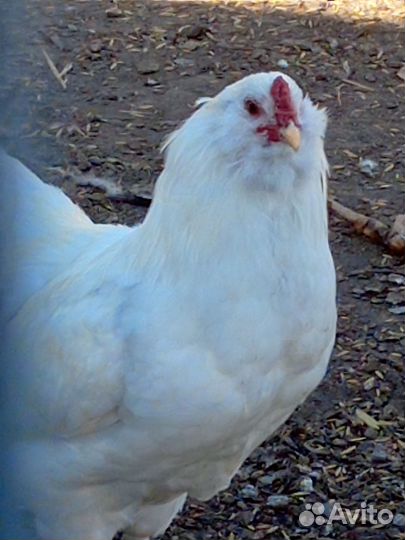 Петушки Амероукан белые и Леггорн Изабелла