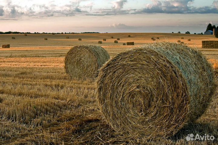 Доставка, сено, солома свежий урожай 2023 года