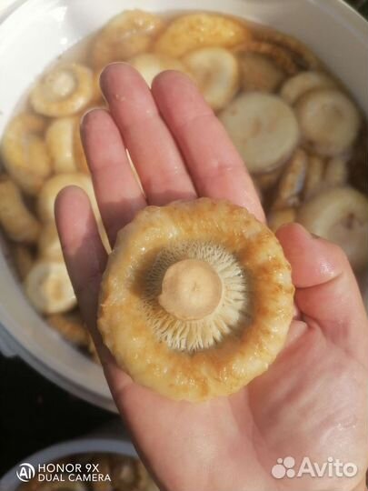 Грибы грузди соленые