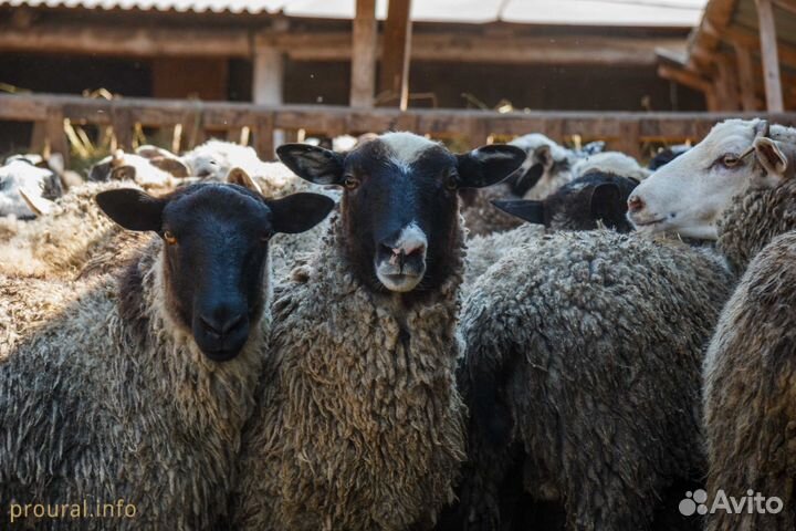 Баранина оптом