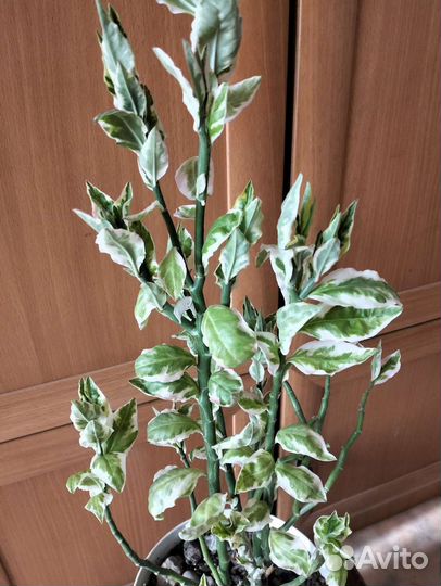 Педилантус