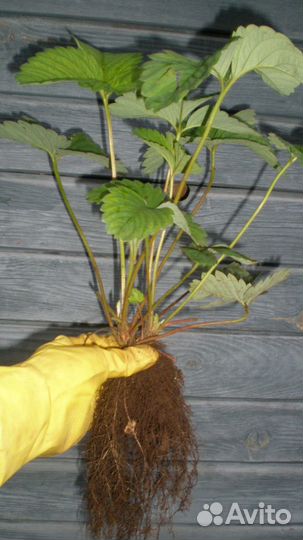 Клубника Ананасная рассада