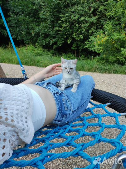 Сиделка для кота/кошки, уход за животным