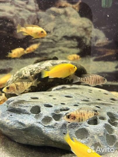 Рыбки цихлиды, Лабидохромис еллоу мальки