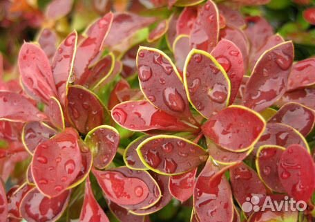 Барбарис Тунберга Admiration