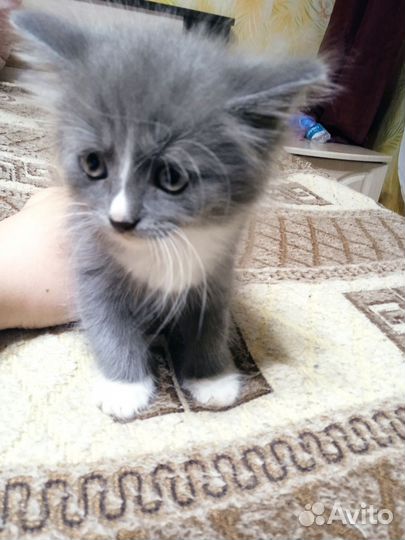 Отдам котят в добрые руки