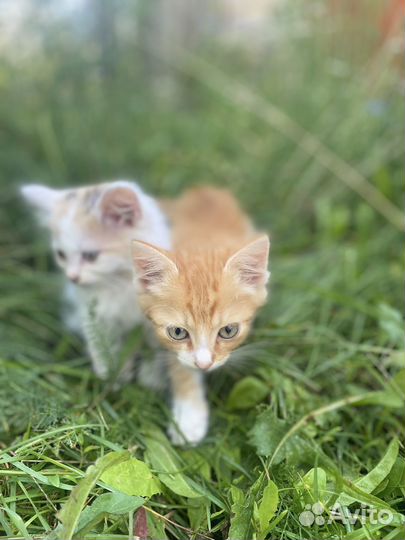 Котята в добрые руки даром