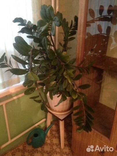 Замиокулькас-Долларовое дерево