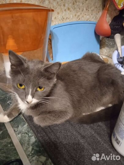 Кошечка в добрые руки