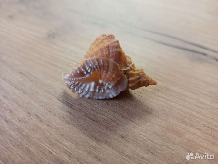 Морская раковина