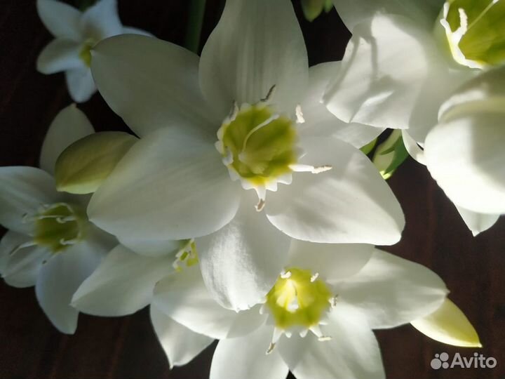 Эухарис (амазонская лилия)