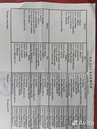 Кабель западно сибирской лайки