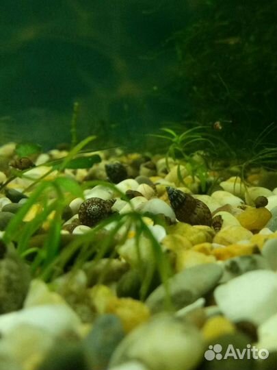 Продам роголистник, Криптокорина