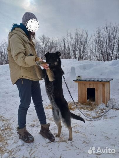 Собака в добрые руки