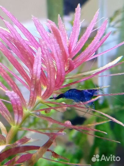 Аквариумные растения, прополка