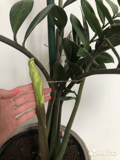 Замиокулькас