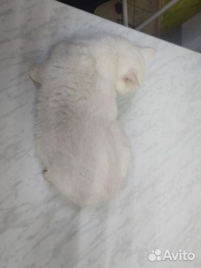 Котик ищет дом