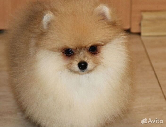 Немецкий шпиц щенок девочка