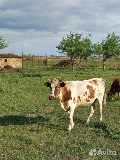 Телки стельные